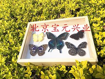 by植物、昆虫标本盒